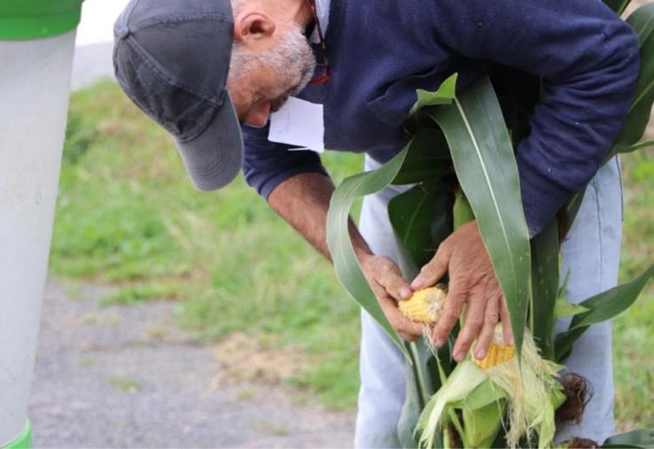 Cette année, le maïs semé entre début mai et début juin 2023 devrait être ensilé à partir de mi-septembre, jusqu'à début octobre.