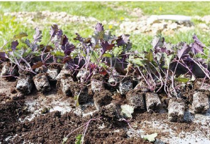 La PépinOuche veut cultiver des plantes comestibles connues et des plus rares