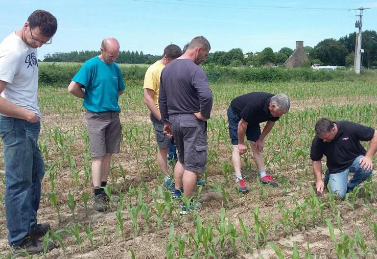 Un groupe d’agriculteurs normands membres d’un GIEE dans une parcelle.