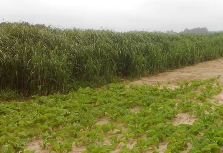 Bande de miscanthus implantée pour limiter le ruissellement et l’érosion des sols dans une parcelle cultivée, valorisée en litière bovine. © DR