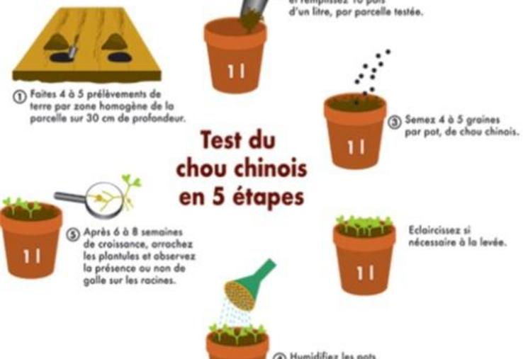 Test du chou chinois en 3 étapes