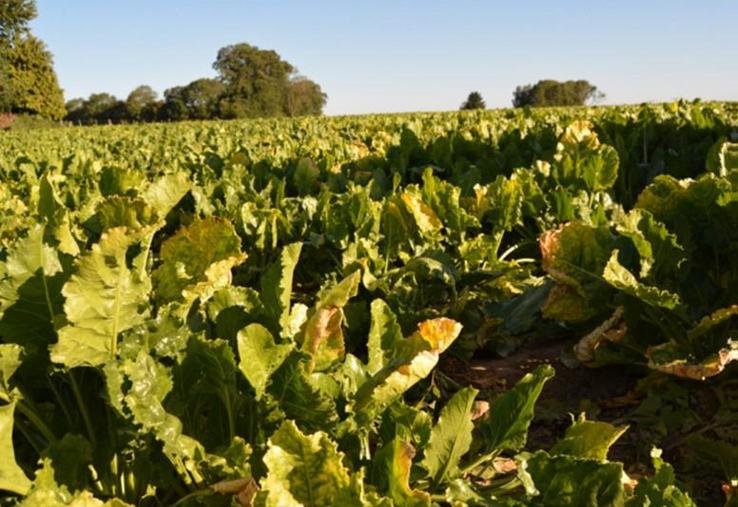 Dans l’Eure, le rendement moyen est de 66 tonnes, soit 21
tonnes de moins que la moyenne 5 ans.