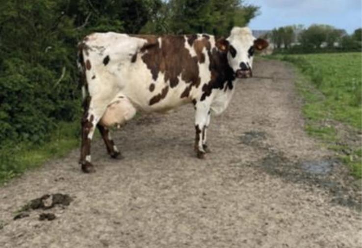 Chemin au GAEC de la Bergerie (50).