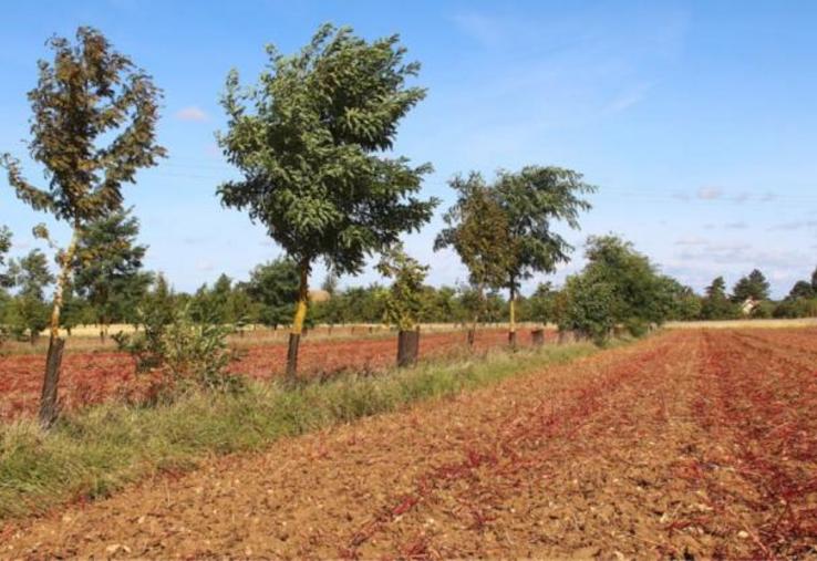 A Villiers-en-Desoeuvre (27). L’introduction de l’arbre en milieu agricole induit une diversification de l’habitat et donc des habitants. Il va héberger une biodiversité nouvelle composée certes de ravageurs potentiels, mais également, d’auxiliaires des cultures qui vont participer à la limitation des populations de ravageurs.