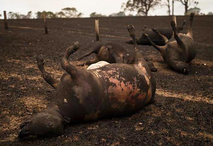 La ministre de l’Agriculture, Bridget McKenzie, recommande aux éleveurs de photographier leur bétail mort et blessé pour les réclamations d’assurance.