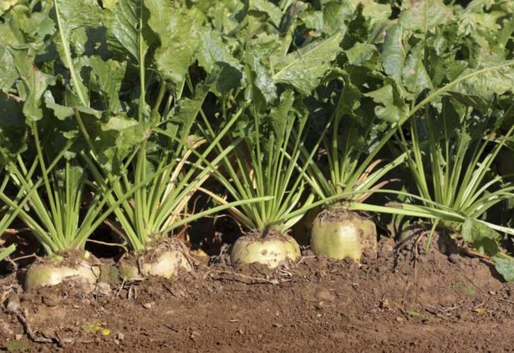 Le verdict de la CJUE va poser des problèmes très concrets à la filière sucrière française et européenne.