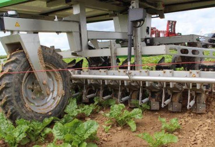 Le FarmDroid FD 20 désherbe sur l'interang mais également entre les plants dont il a gardé en mémoire la géolocalisation