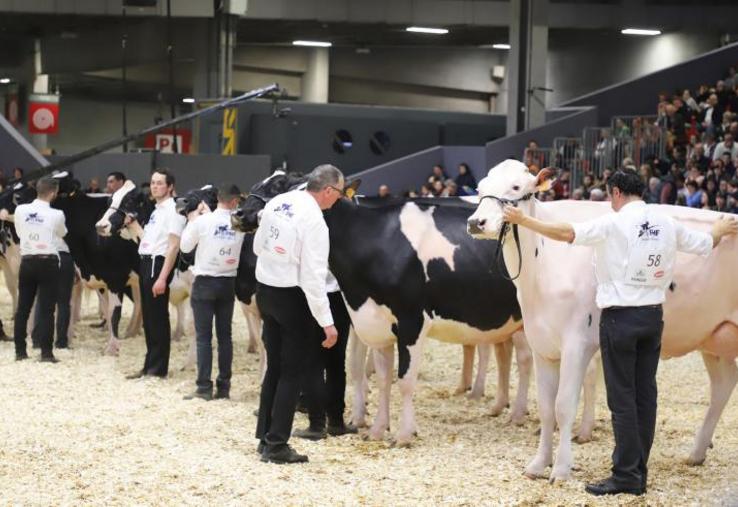 A l’issue du concours Prim’Holstein, le Gaec Christal à Saint-Vincent du- Boulay décroche les 3e et 11e rangs pour deux femelles en 4e lactation.