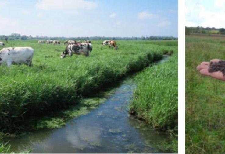 Des études réalisées en 1949 sur l’ensemble des régions tourbeuses françaises indiquaient que la Basse-Normandie (marais du Cotentin et du Bessin + marais de la Dives) constituait la 1re région
en termes de stockage de carbone. En 2018, elle est toujours la première région malgré une perte de 3 904 833 tonnes soit 9 % du stock initial en 70 ans.