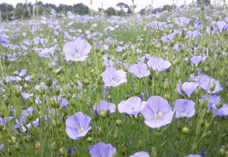 Le lin oléagineux est une culture peu couvrante, sensible à la concurrence des adventices.