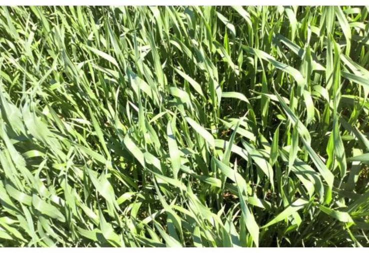 On recherche des blés plutôt hauts et couvrants, avec un bon compromis
rendement/protéines