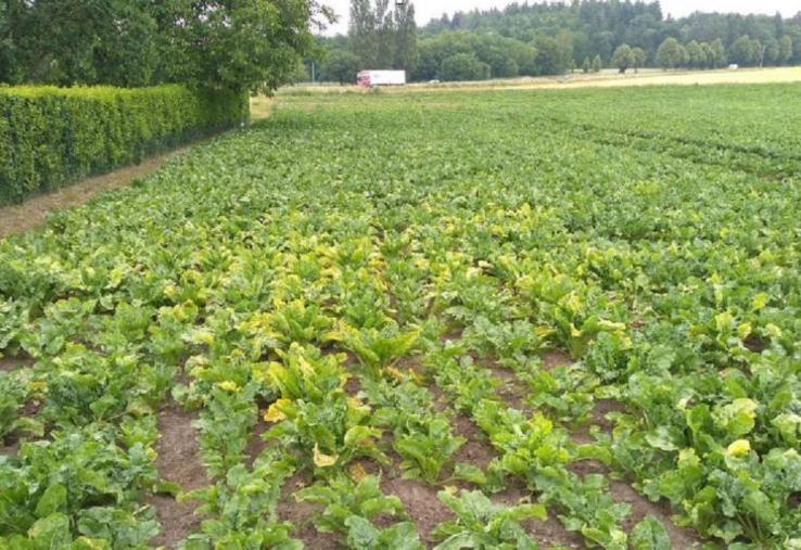 Betteraves touchées par la jaunisse en 2020.