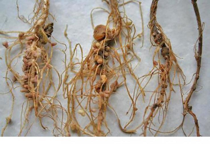 Comparaison de racines saines et racines avec aphanomyces.