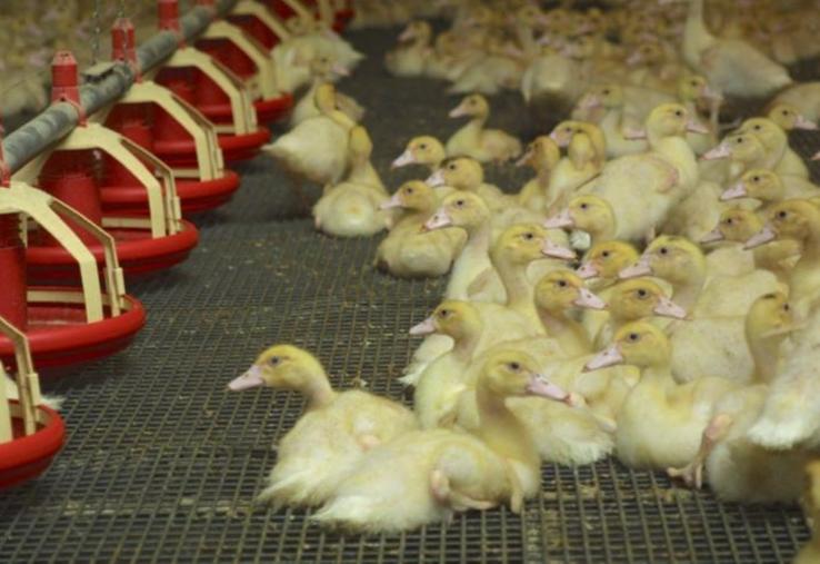 L’ensemble du territoire est concerné, ce qui représente environ 64 millions de canards à vacciner.