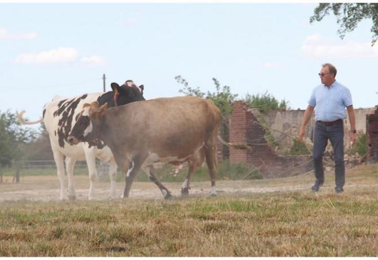 Partout dans l'Eure, les prairies ne sont plus que paillasson (comme ici chez Laurent Duclos à St-Mards-de-Fresne). Côté maïs et en certains endroits, la perte de rendement pourrait dépasser les 50 %, une situation fourragère qui vient aggraver la conjoncture.