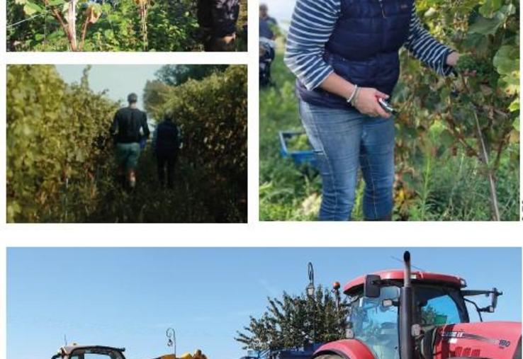 Quatre demi-journées de travail, à raison d’une douzaine de bénévoles, ont été nécessaires pour récolter les 1,6 ha.