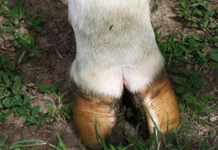 Le site boiteries-des-bovins. fr donne des pistes pour identifier, gérer et prévenir les boiteries en élevages
laitiers.