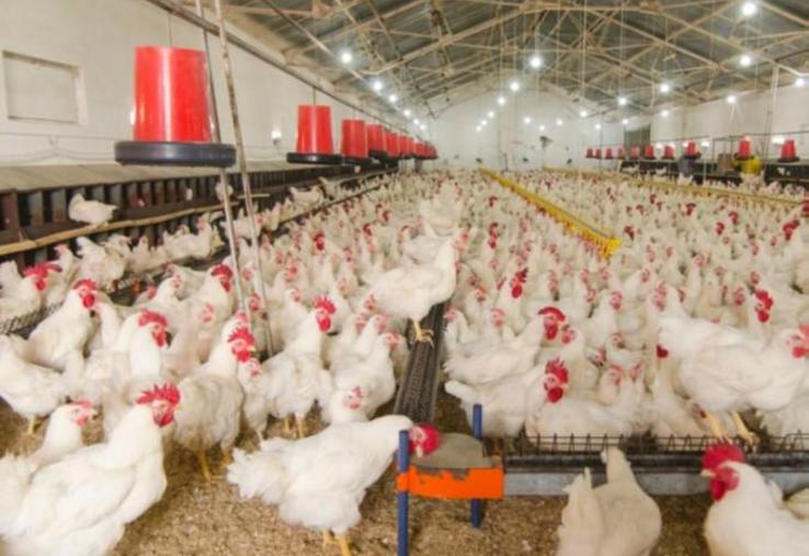 Les importations continuent d’augmenter avec désormais plus d’un poulet sur deux consommé en France qui n’est pas produit en France.