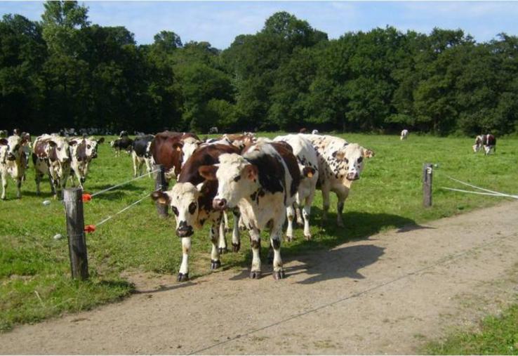 Des vaches laitières en pâturage devant une entrée de
paddock.