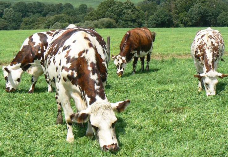 Vaches laitières au pâturage.