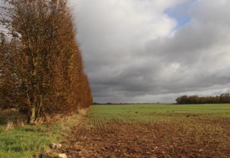 « Recréer des haies dans les grandes plaines et en faire une économie en construisant une filière pour relocaliser la production énergétique », propose Anne-Sophie De Besses, chargée de mission à l'ANBDD (Agence Normande de la Biodiversité et du Développement Durable). Un contrat gagnant-gagnant pour les collectivités avec une maîtrise de leurs coûts énergétiques et pour l'agriculteur avec une nouvelle source de rémunération durable et contractualisée.