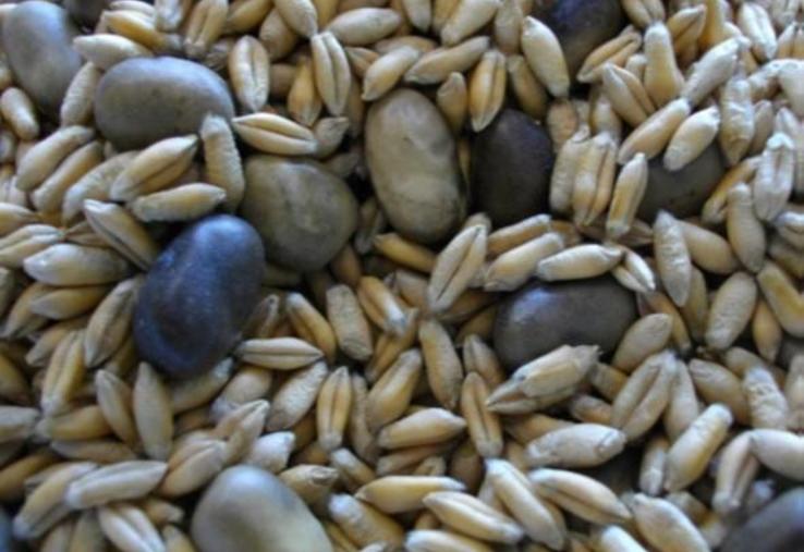 Associer céréales et protéagineux pour l’élevage : rendement sécurisé autour de 40 q/ha, protéagineux contributeurs au rendement.