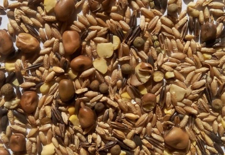 Il est nécessaire d’estimer la valeur alimentaire du méteil car
elle peut varier considérablement selon la part de protéagineux
récoltés.