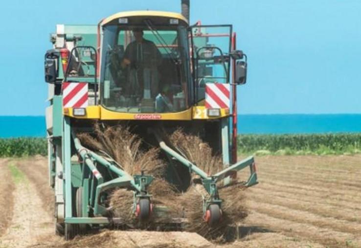 Une filière performante pour produire des semences
certifiées de lin high tech de haute qualité.