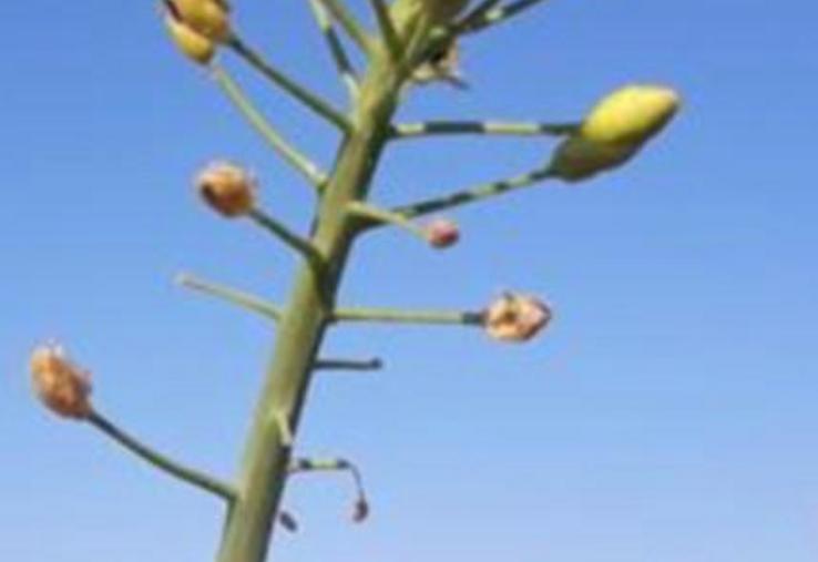 Méligèthes sur colza