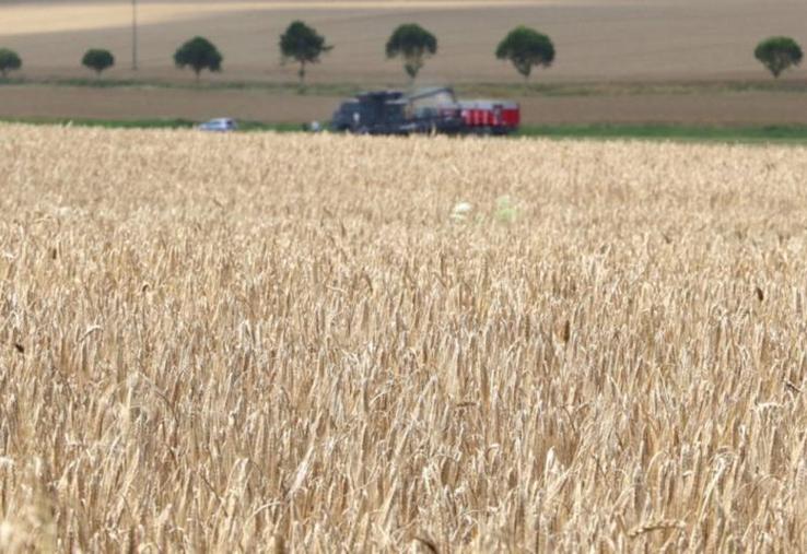 Les parcelles du nord-ouest dont la récolte a été différée en raison de pluies importantes et répétées, verront leur poids spécifique dégradé.