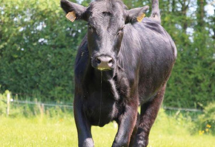 « Nous avons besoin de vaches, de brebis et de chèvres si nous voulons conserver nos prairies, utiles à la lutte contre le changement climatique et la protection de la biodiversité », plaide le manifeste.
