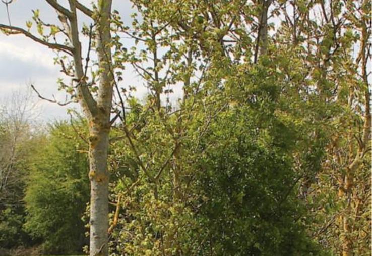 Chaque année depuis plus de 30 ans, la FDC 27 (Fédération Départementale des Chasseurs) est la structure qui a planté le plus de haies dans le département. « Conscients de l'importance de replanter des haies pour la biodiversité, continuons de nous impliquer », invite Nicolas Gavard-Gongallud, son directeur, qui interviendra lors du rendez-vous proposé par la FNSEA 27.