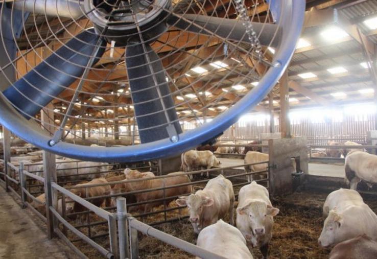 Le positionnement des ventilateurs doit être parfaitement calculé pour balayer de façon uniforme tout l'espace utilisé par les animaux. Dans le cas contraire, on crée des zones de confort mais aussi d'inconfort.