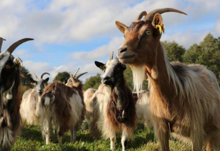 Cinq couleurs sont autorisées dans les standards de la race. « On n'accepte pas le chamoisé »