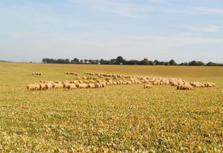 Les couverts sont semés le plus tôt possible après la
moisson.