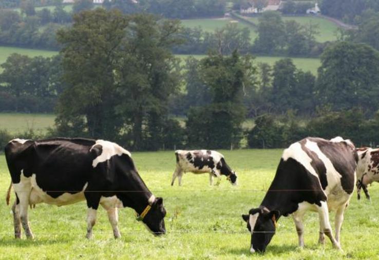 Dès février, des éleveurs ont pu sortir leurs animaux.
