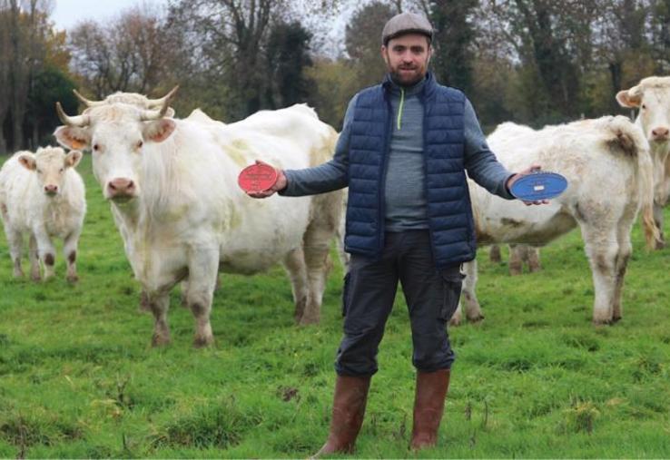 Germain a fait le choix de la race Charolaise notamment pour ses aptitudes à valoriser l'herbe.