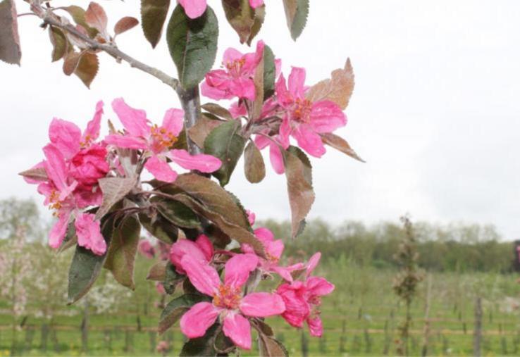 Fleurs du pommier produisant la variété rouge de Ruiz.