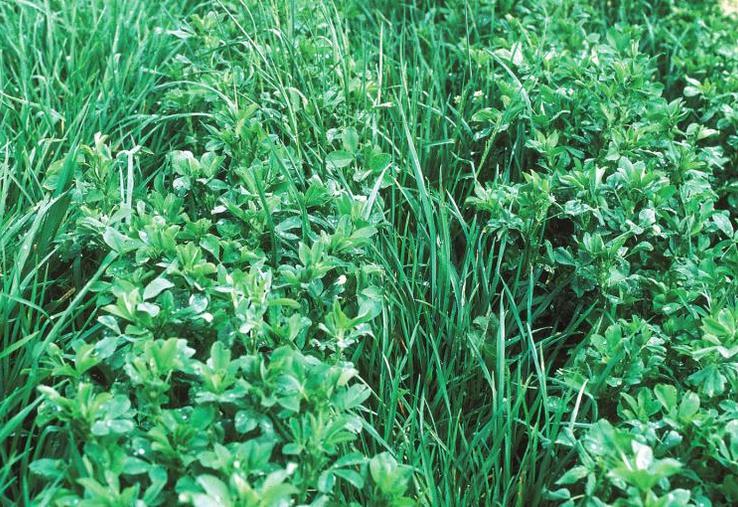 Pour les années futures, l’éleveur peut repenser son système fourrager en choisissant des espèces mélangées.