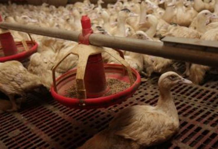 La vaccination est obligatoire pour tous les élevages commerciaux
de canards.