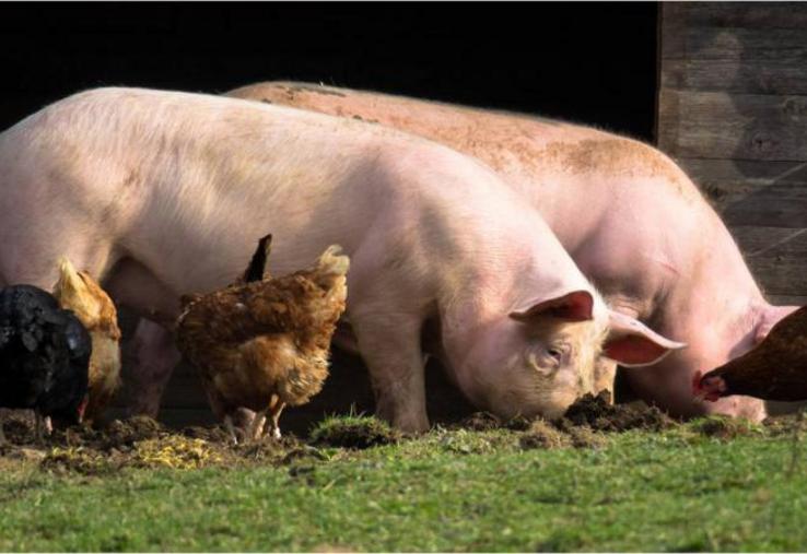 Des millions d’espèces de virus circulent dans la nature. Les plus dangereux pour l’homme sont ceux avec
qui il n’a jamais eu de contact.