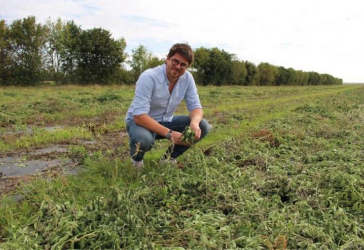Valentin Raoul, gérant associé de Normandie Arômes, dans son champ de monarde fistuleuse, reconnue comme antibactérienne ou antivirale en aromathérapie. Il va déposer d'ici quelques mois sa propre variété de monarde, 100 % adaptée génétiquement au plateau de Saint-André.