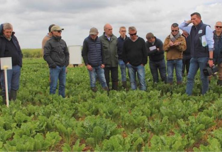 Les FPE constituent l'un des projets du PNRI vers des solutions opérationnelles contre la jaunisse. 62 agriculteurs betteraviers et 7 lycées agricoles impliqués mettent des parcelles entières à disposition de la recherche.