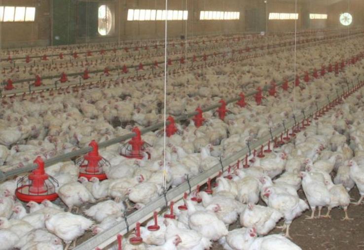 La grippe aviaire 2021-2022, avec plus de 600 cas confirmés et
plus de 5 millions de volailles abattues, a d’ores et déjà dépassé celle de 2020-2021.