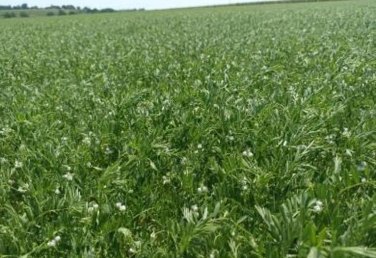 Parcelle de lentille Anicia, cultivée en conventionnelle, en juin 2023