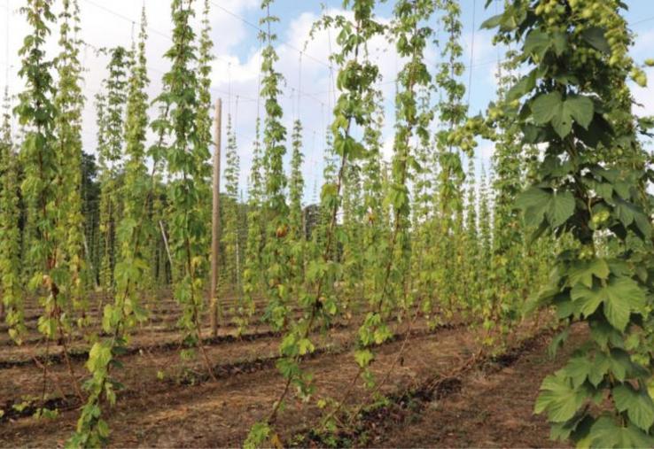 Une visite d’houblonnière a été organisée par Houblons de Normandie vendredi 2 septembre à Touffréville.