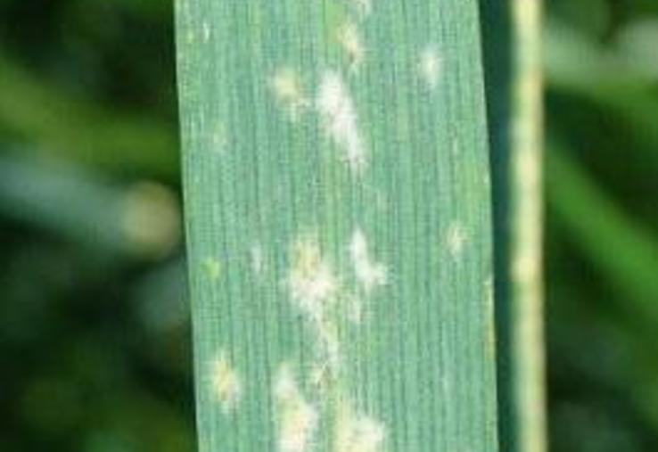 Duvet blanc d’oïdium sur feuille de blé tendre.