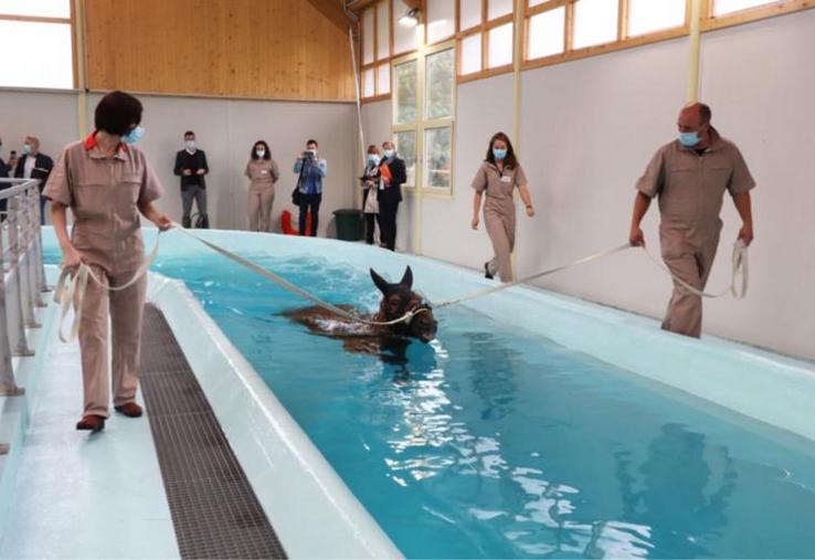 La piscine panoramique de 50 mètres en forme de U du nouveau centre de soin en kinésithérapie et rééducation
fonctionnelle du cheval Kinesia à Goustranville.