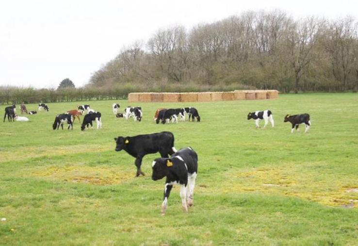Veaux élevés dehors, croisement de races, regroupement des périodes de vêlages, regroupement parcellaire… sont autant de pratiques mises en place sur l’élevage de Damien Olivier après avoir participé aux voyages d’études pour éleveurs.