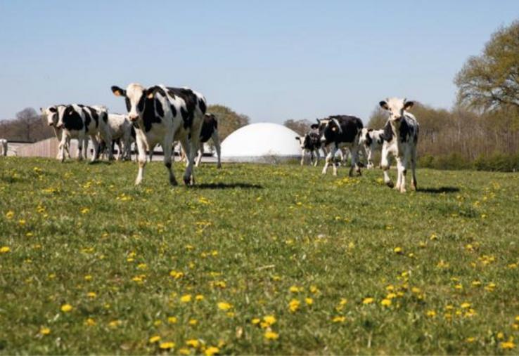 La consommation de cultures dédiées à la méthanisation, notamment ensilage de maïs, est limitée règlementairement à 15% du tonnage entrant dans un méthaniseur.